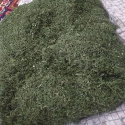 شوید خشک