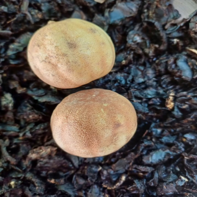 پودر وپرک لیموی خارجی بدون تلخی