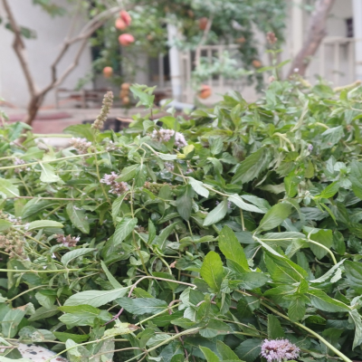 عرق نعناع تند محلی